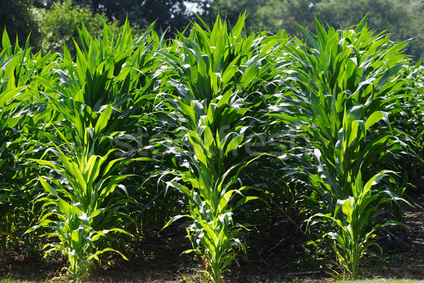 Sorok kukorica közelkép mező fiatal farm Stock fotó © soupstock