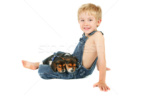 Young boy sitting with Beagle puppies on his lap Stock photo © soupstock