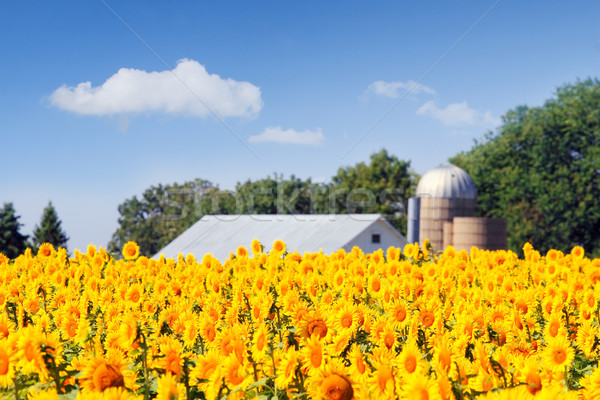 Campo girasoli farm casa girasole paese Foto d'archivio © soupstock