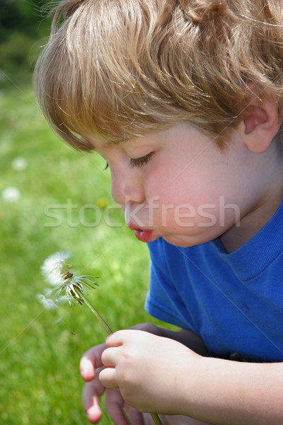 Boy blowing a dandelion Stock photo © soupstock