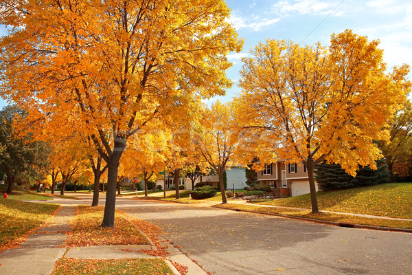 Mieszkaniowy sąsiedztwo jesienią ulicy spadek złoty Zdjęcia stock © soupstock