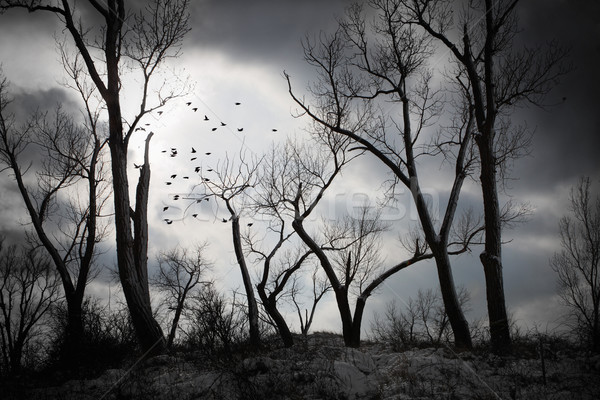 Kísérteties éjszaka fák viharfelhők távolság hold Stock fotó © soupstock