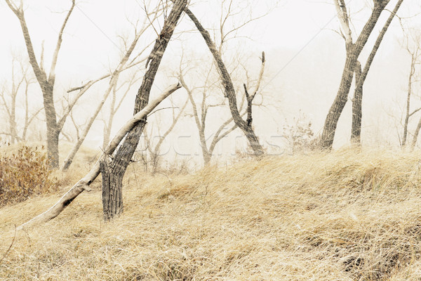 Foto stock: Invierno · duna · tormenta · imagen · árbol