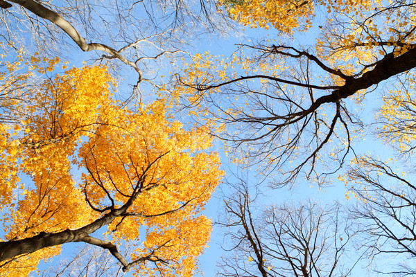 Saisonabhängig Übergang nachschlagen fallen Bäume blauer Himmel Stock foto © soupstock