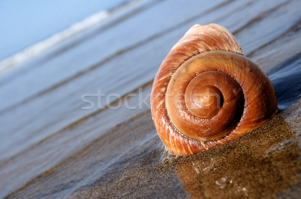 Zee slak strand natuur zomer tijd Stockfoto © spanishalex