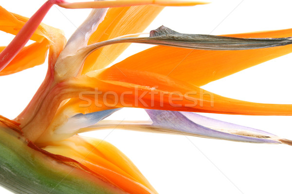 Tropische vogel paradijs bloem bos Stockfoto © spanishalex