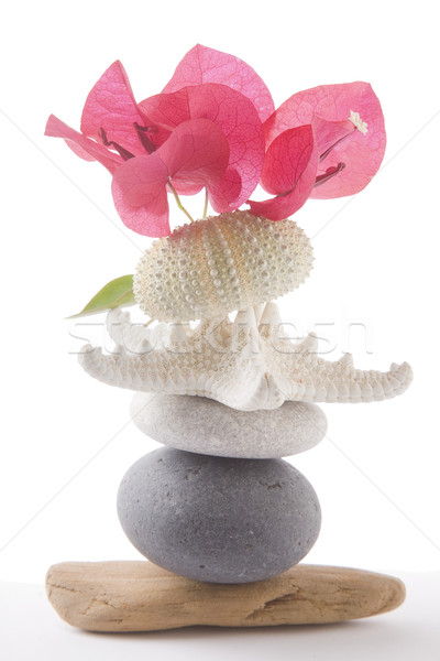 Boglya természet köteg trópusi kagylók virágok Stock fotó © spanishalex