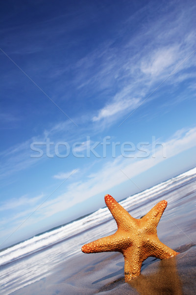 Tengeri csillag tengerpart kék felhőkép égbolt tenger Stock fotó © spanishalex