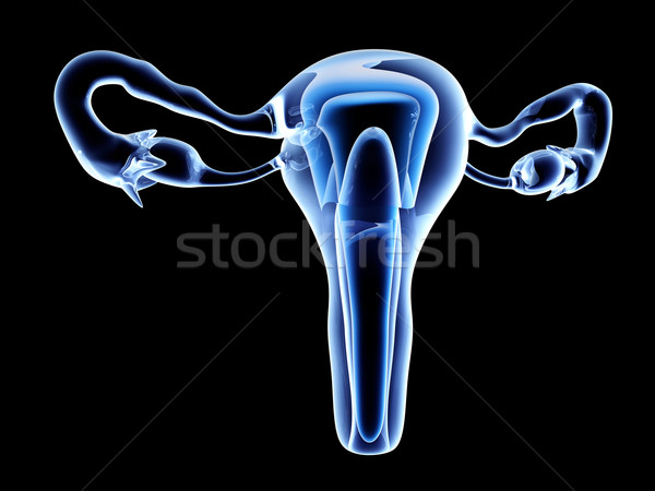 Uterus Stock photo © Spectral