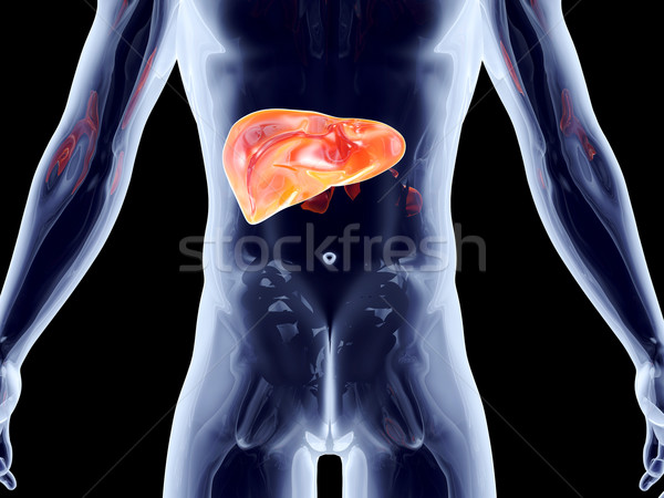 внутренний печень 3D оказанный анатомический Сток-фото © Spectral