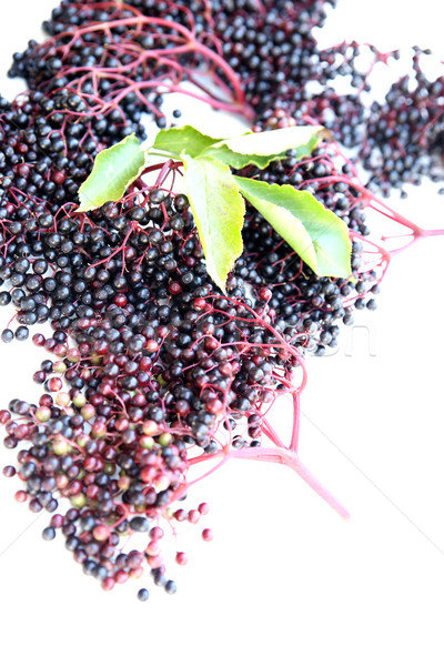 Elder Berries	 Stock photo © Spectral