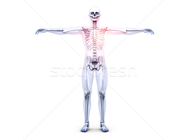 [[stock_photo]]: Coeur · anatomie · 3D · rendu · illustration