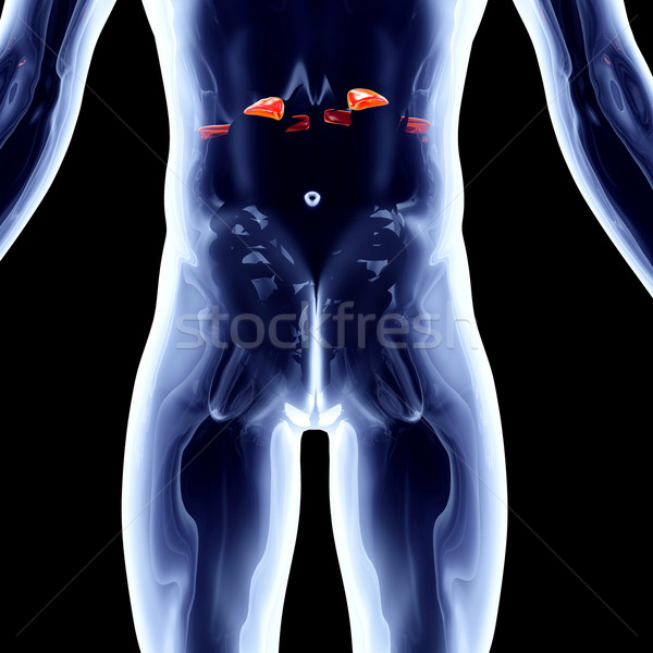 Adrenal Glands Stock photo © Spectral