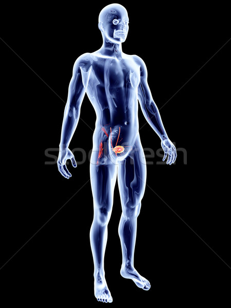 Intern vezica 3D prestate anatomic Imagine de stoc © Spectral