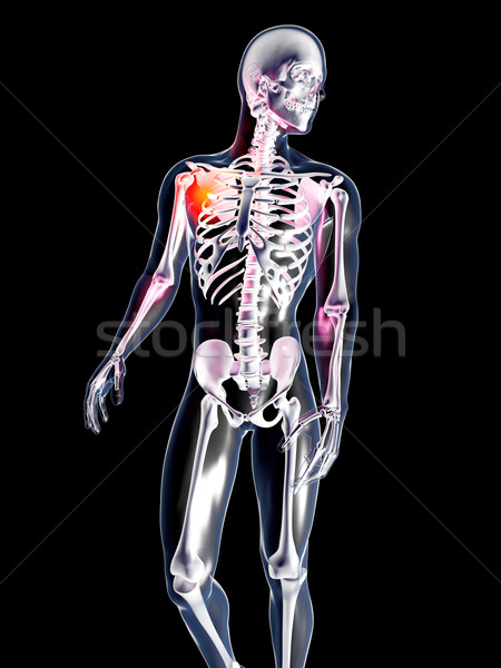 Zdjęcia stock: Anatomii · ramię · 3D · świadczonych · ilustracja · odizolowany