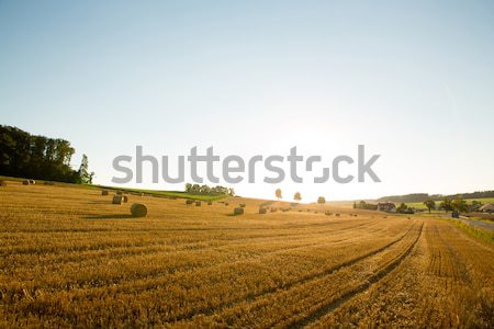 вечер урожай закат природы фон фермы Сток-фото © Spectral