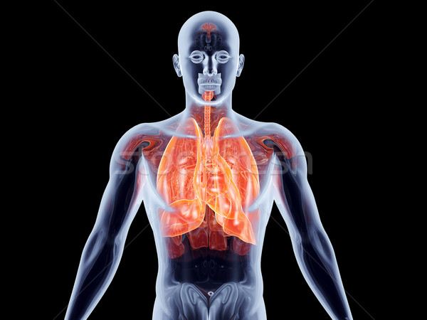 Intern 3D prestate anatomic ilustrare Imagine de stoc © Spectral
