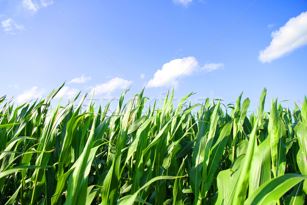 Corn Field Stock photo © Spectral