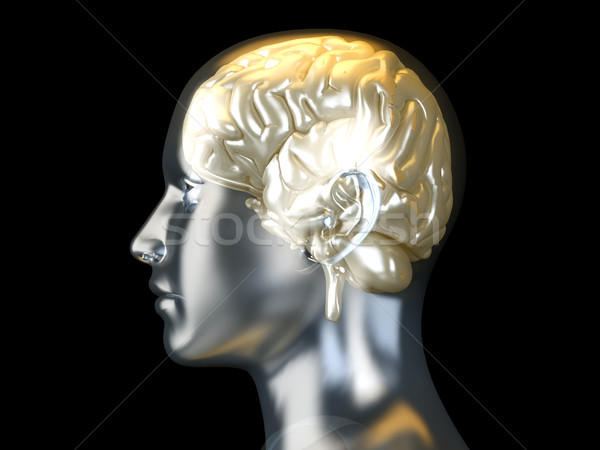 Human Brain			  Stock photo © Spectral