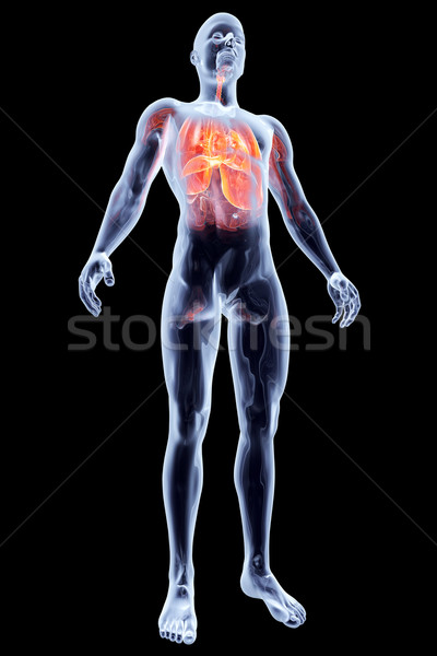 Interno organi 3D reso anatomica illustrazione Foto d'archivio © Spectral