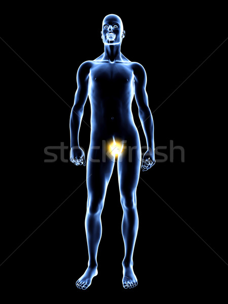 Chakra 3D prestate ilustrare medical sănătate Imagine de stoc © Spectral