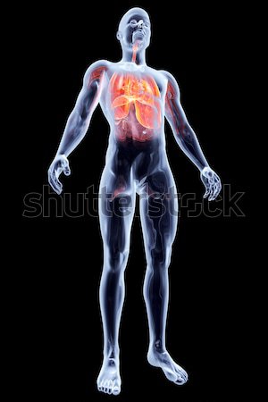 Interno corazón humanos 3D prestados Foto stock © Spectral