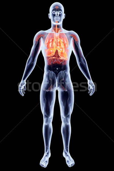 Wewnętrzny 3D świadczonych anatomiczny ilustracja Zdjęcia stock © Spectral