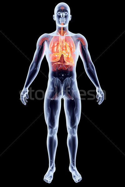 Internen Organe 3D gerendert anatomischen Illustration Stock foto © Spectral