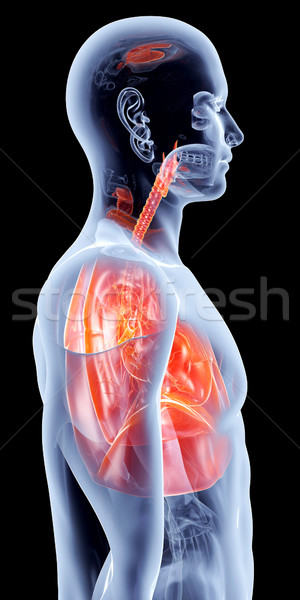 [[stock_photo]]: Interne · organes · 3D · rendu · anatomique · illustration