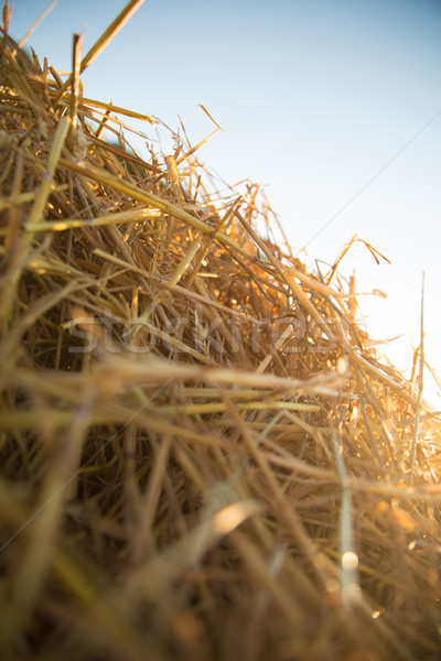 Feno pôr do sol monte grama trigo Foto stock © Spectral