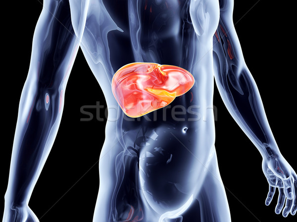 Interno hígado 3D prestados anatómico Foto stock © Spectral