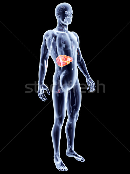 Internen Organe Leber 3D gerendert anatomischen Stock foto © Spectral