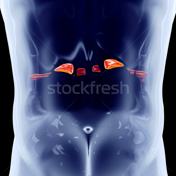 внутренний 3D оказанный анатомический иллюстрация Сток-фото © Spectral