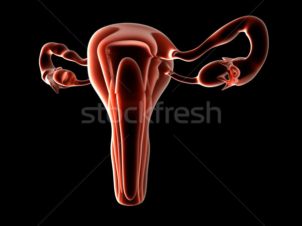 Utérus 3D rendu illustration isolé noir [[stock_photo]] © Spectral