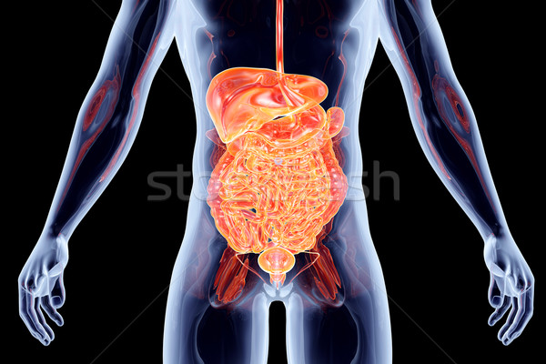 Interne organes intestins 3D rendu anatomique Photo stock © Spectral