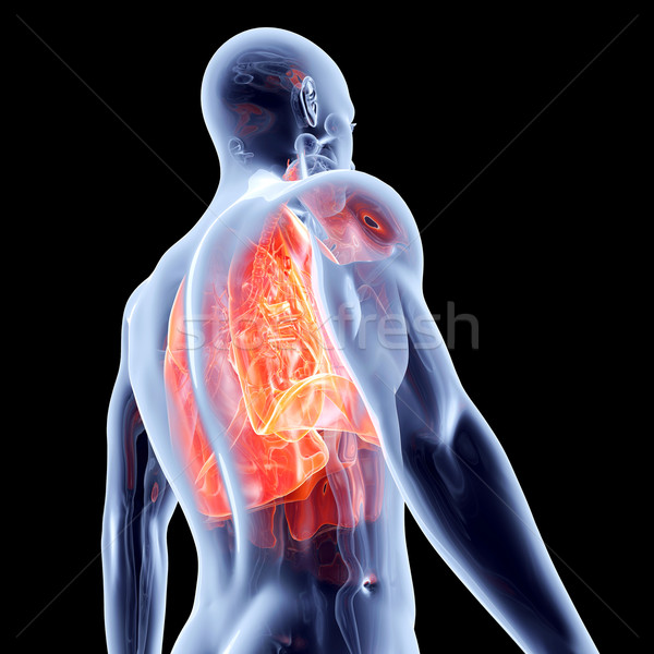 Interne organes 3D rendu anatomique illustration Photo stock © Spectral
