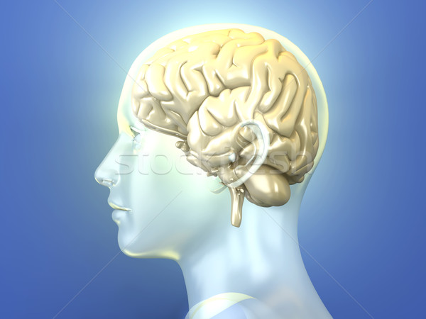 Human Brain Stock photo © Spectral