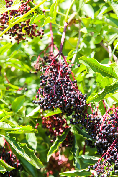 Elder Berries Stock photo © Spectral