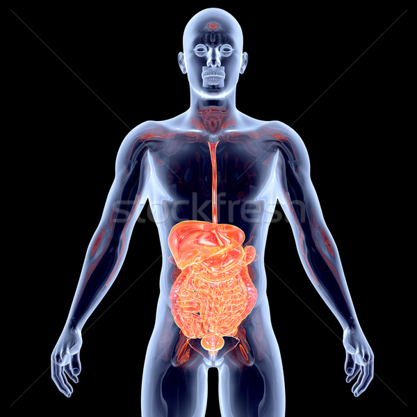 Interno organi intestino 3D reso anatomica Foto d'archivio © Spectral