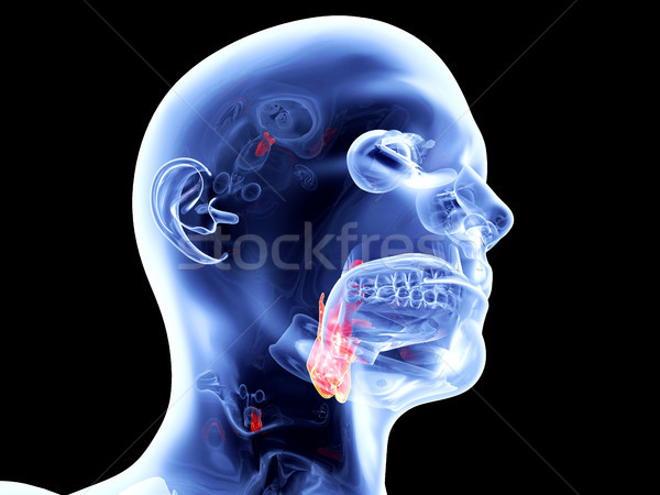Interno organi laringe 3D reso anatomica Foto d'archivio © Spectral