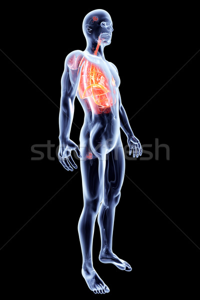 Internal Organs - Lungs	 Stock photo © Spectral