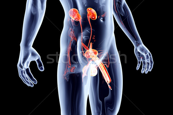 Stock foto: Internen · Organe · menschlichen · männlich · 3D · gerendert