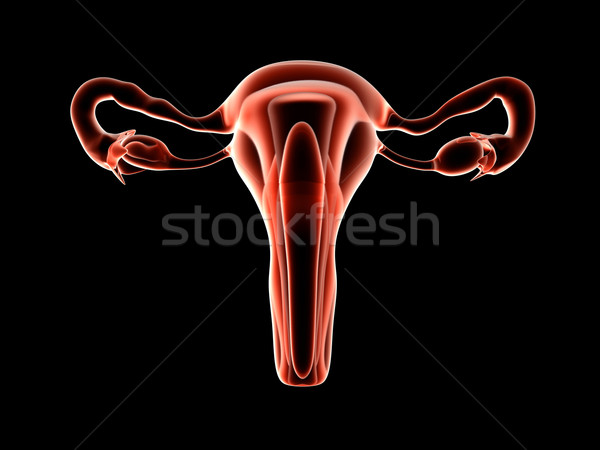 Utérus 3D rendu illustration isolé noir [[stock_photo]] © Spectral