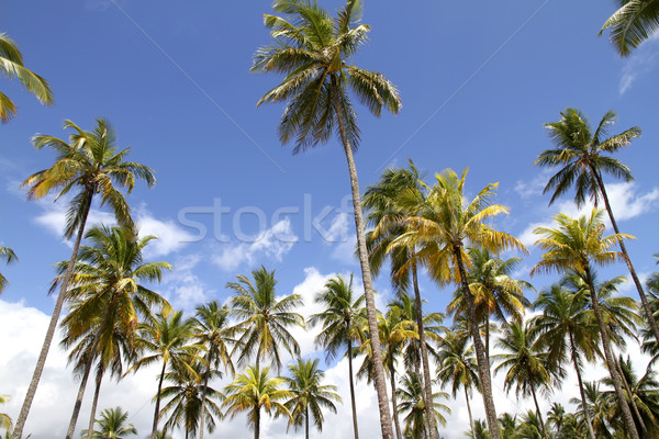 Palmiers belle ciel bleu photo Brésil amérique du sud [[stock_photo]] © Spectral