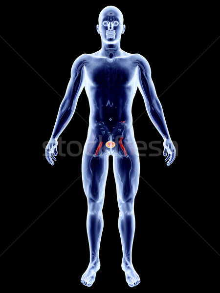 Interno vejiga 3D prestados anatómico Foto stock © Spectral