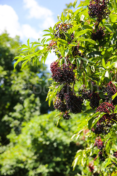 Elder Berries	 Stock photo © Spectral