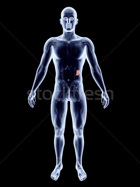 Internen Organe 3D gerendert anatomischen Illustration Stock foto © Spectral
