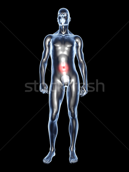 Belly Ache - Anatomy  Stock photo © Spectral