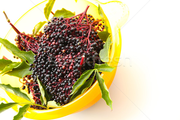 Elder Berries in a bowl Stock photo © Spectral