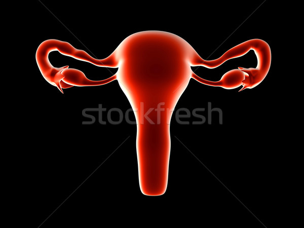 Gebärmutter 3D gerendert Illustration isoliert schwarz Stock foto © Spectral